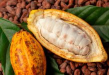 Togo : des exportations agricoles en hausse modérée en 2023, portées par le cacao mais freinées par le coton