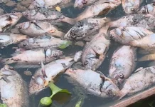Poissons morts à Todman : l’alerte du gouvernement togolais