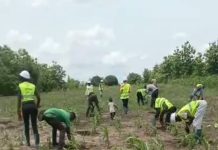En prélude à la Journée Nationale de l’Arbre, Haho plante l’espoir et l’engagement écologique