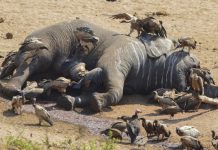 Trafic illégal d’espèces sauvages : des dommages incalculables à la nature
