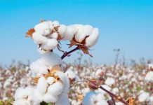 Nouvelle baisse de la production cotonnière au Togo : entre inquiétudes et espoirs de relance