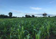 Togo : vers une agriculture moderne grâce à 300 millions $ de la Banque mondiale