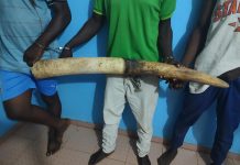 Togo : arrestation de 03 présumés trafiquants en possession d’une grosse défense d’éléphant