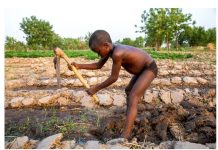 Travail des enfants : 138 millions encore concernés, l’OIT et l’UNICEF alertent