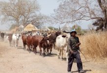 Transhumance au Togo : un numéro vert pour signaler les incidents et renforcer la cohésion