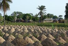 Togo : une économie résiliente, performante et en pleine ascension