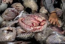 Du trafic illicite des ailerons de requins aux écailles de pangolins, la menace d’extinction persiste