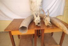 Trafic d’espèces protégées : un trafiquant d’ivoire d’éléphant arrêté puis déféré