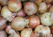 Cinkansé : la douane déjoue un trafic de produits dangereux dissimulés dans un camion d’oignons