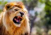 Alerte au lion blessé à Klobatémé : enfin la réaction du gouvernement