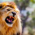 Alerte au lion blessé à Klobatémé : enfin la réaction du gouvernement