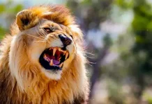 Alerte au lion blessé à Klobatémé : enfin la réaction du gouvernement