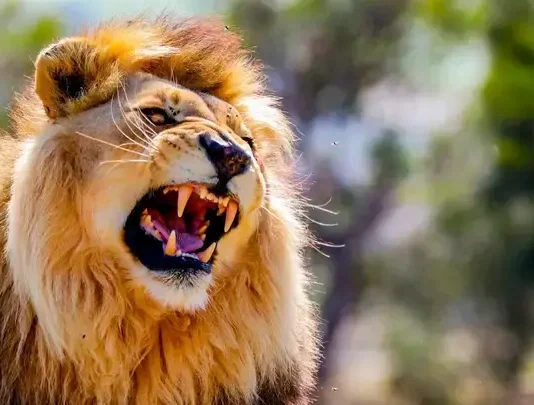 Alerte au lion blessé à Klobatémé : enfin la réaction du gouvernement