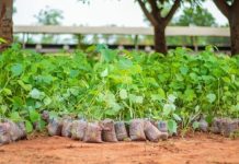 Reboisement 2026 : le Togo mobilisé dans ses 39 préfectures