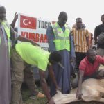 Tabaski 2026 : ASD et Kurban unissent les communautés autour de 21 bœufs