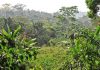 Togo : la FAO mise sur la renaissance des forêts