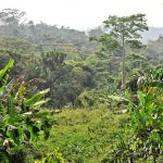 Togo : la FAO mise sur la renaissance des forêts