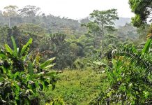 Togo : la FAO mise sur la renaissance des forêts