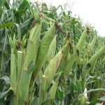 Togo : l’agriculture au centre de la souveraineté économique