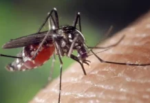 Cas de Dengue : le gouvernement appelle à une vigilance accrue dans le Grand-Lomé