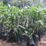 Agroforesterie au Togo : 22 200 plants pour renforcer la résilience rurale