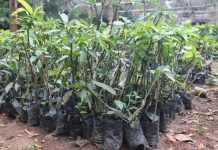 Agroforesterie au Togo : 22 200 plants pour renforcer la résilience rurale