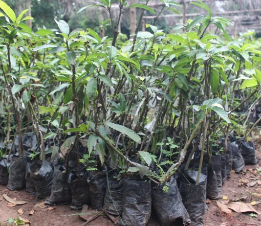 Agroforesterie au Togo : 22 200 plants pour renforcer la résilience rurale