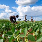 Soja : la révolution des semences