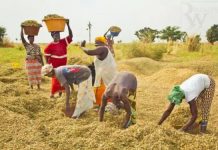 Togo : l’agriculture change d’ère