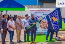 Karité togolais : une première exportation transformée à la PIA