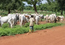 Togo : le pari gagnant du capital humain et des filières animales