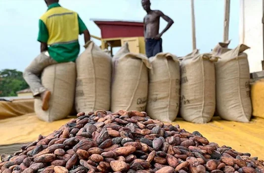 Café et cacao : le Togo relance sa campagne 2026-2027