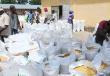 ANSAT : le maïs des Savanes ouvre la campagne d’achat