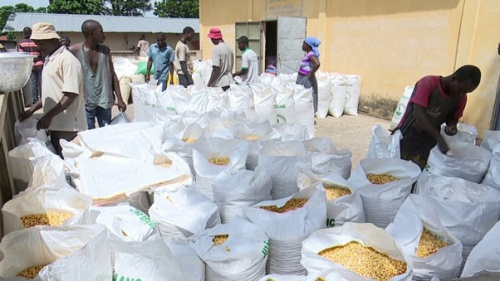 ANSAT : le maïs des Savanes ouvre la campagne d’achat