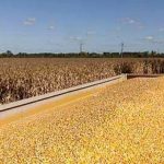 Production céréalière : une récolte record attendue en 2027